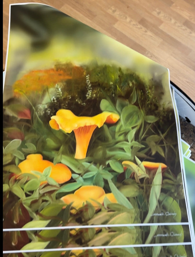 Kantareller 42x60