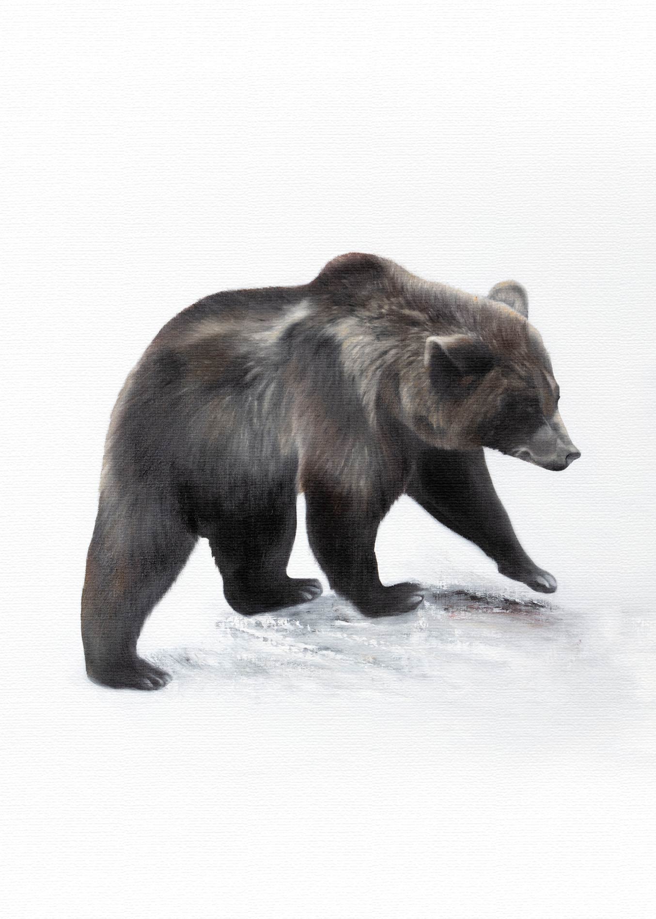 Bear II 50x70