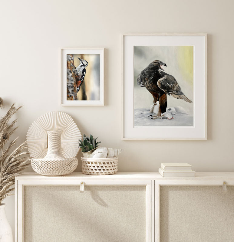 Kungsörn / Golden eagle 42x60
