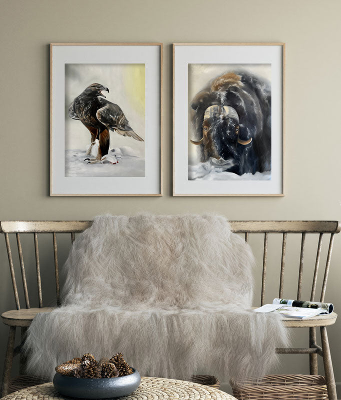 Myskoxe / Muskox 42x60