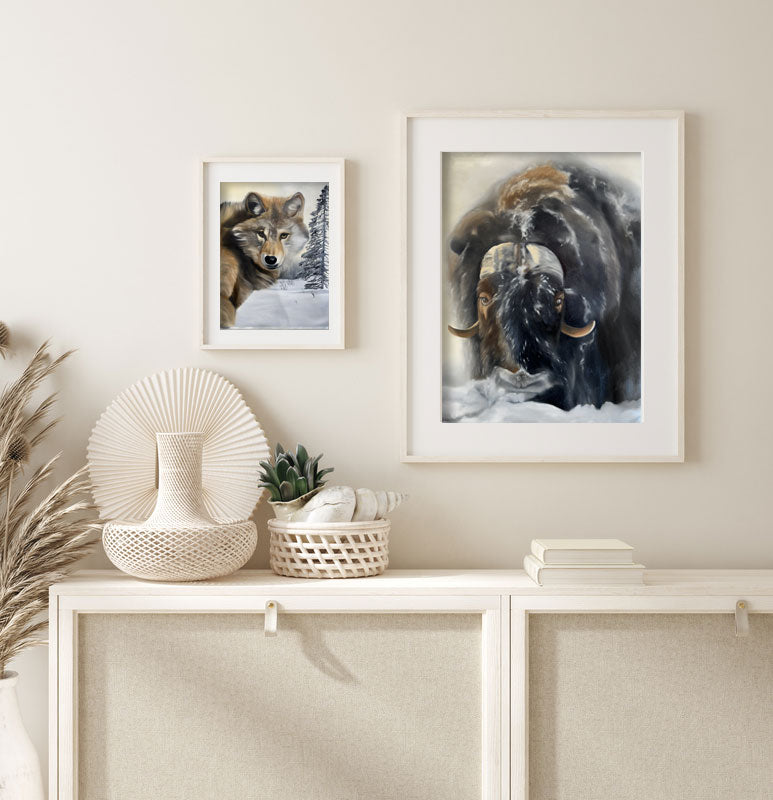 Myskoxe / Muskox 42x60