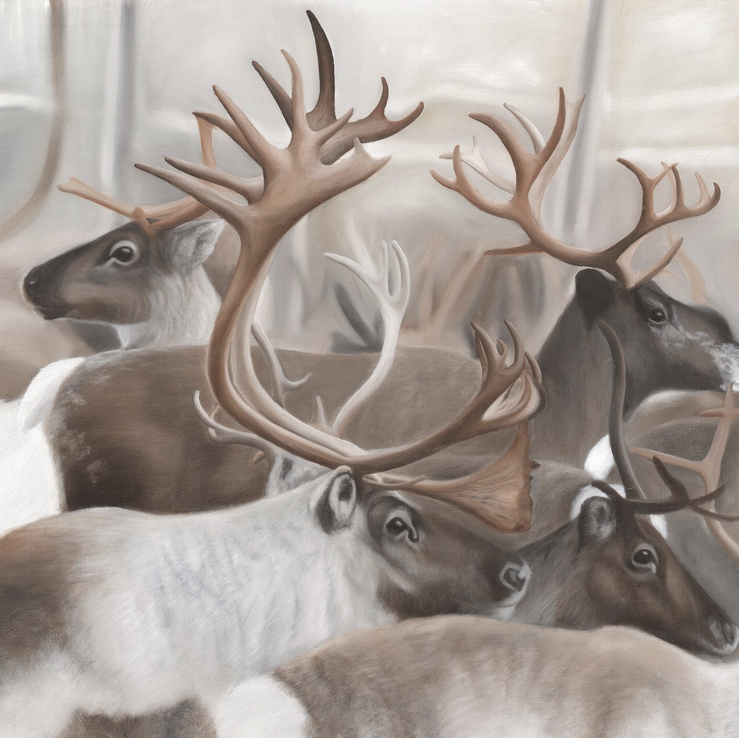Reindeer Edition
1.6 50x50