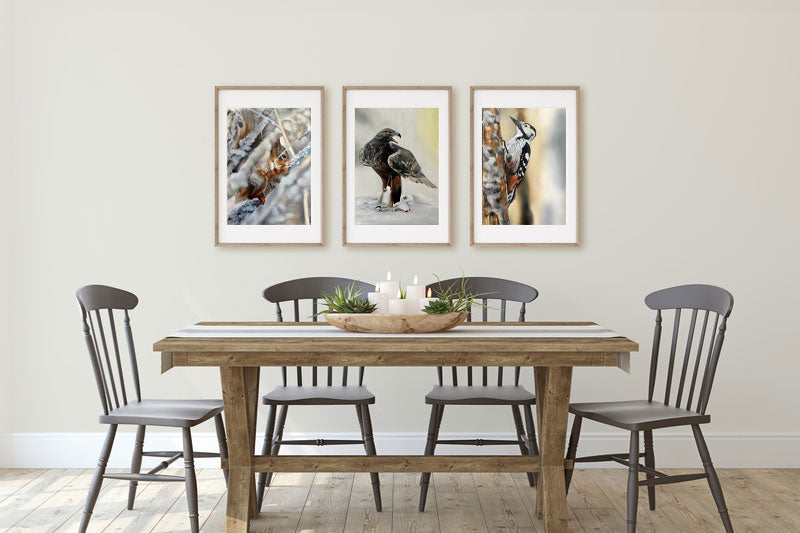 Kungsörn / Golden eagle 42x60