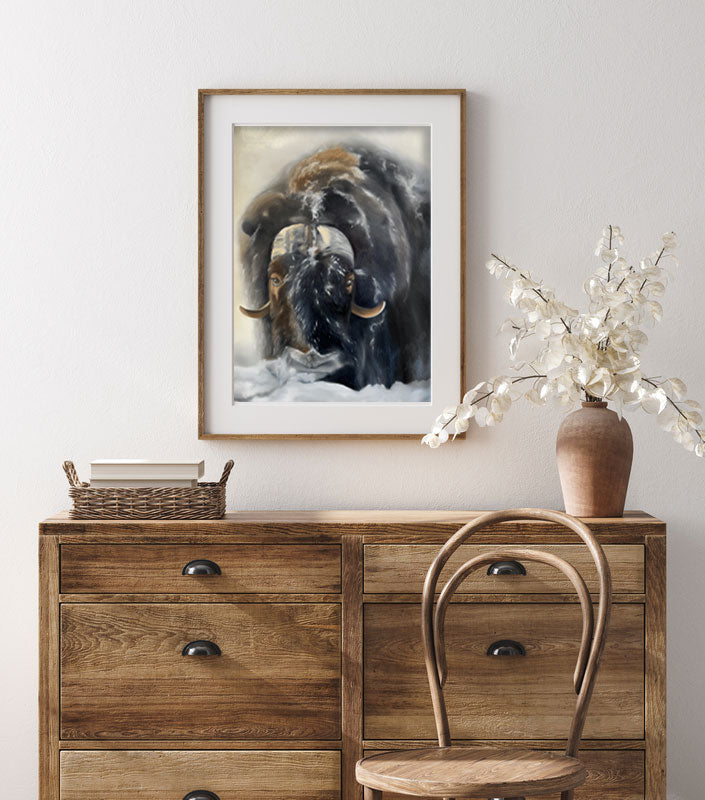 Myskoxe / Muskox 42x60