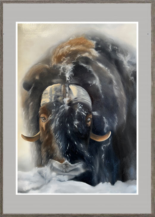 Myskoxe / Muskox 42x60