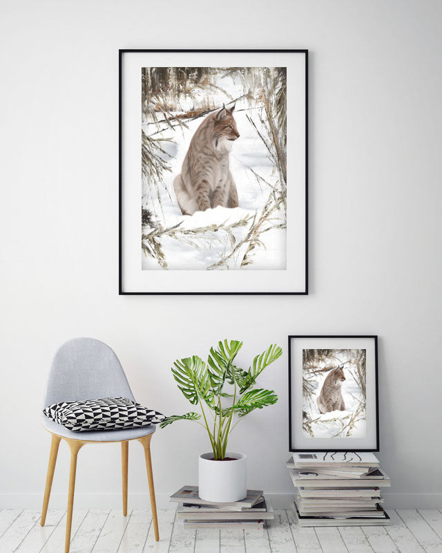Lynx 50x70