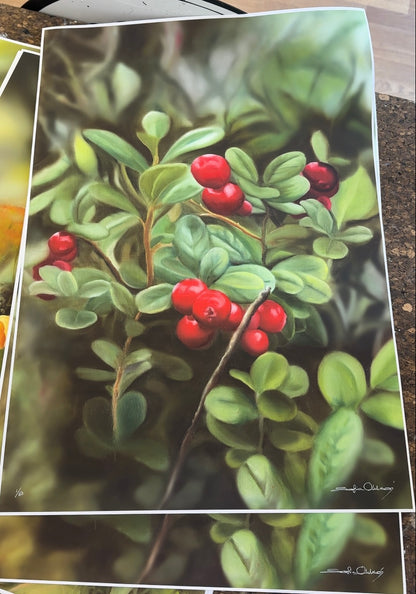 Lingonberry 42x60