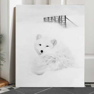 Arctic Fox l