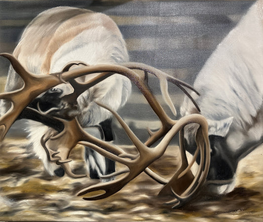 Renhorn 60x50