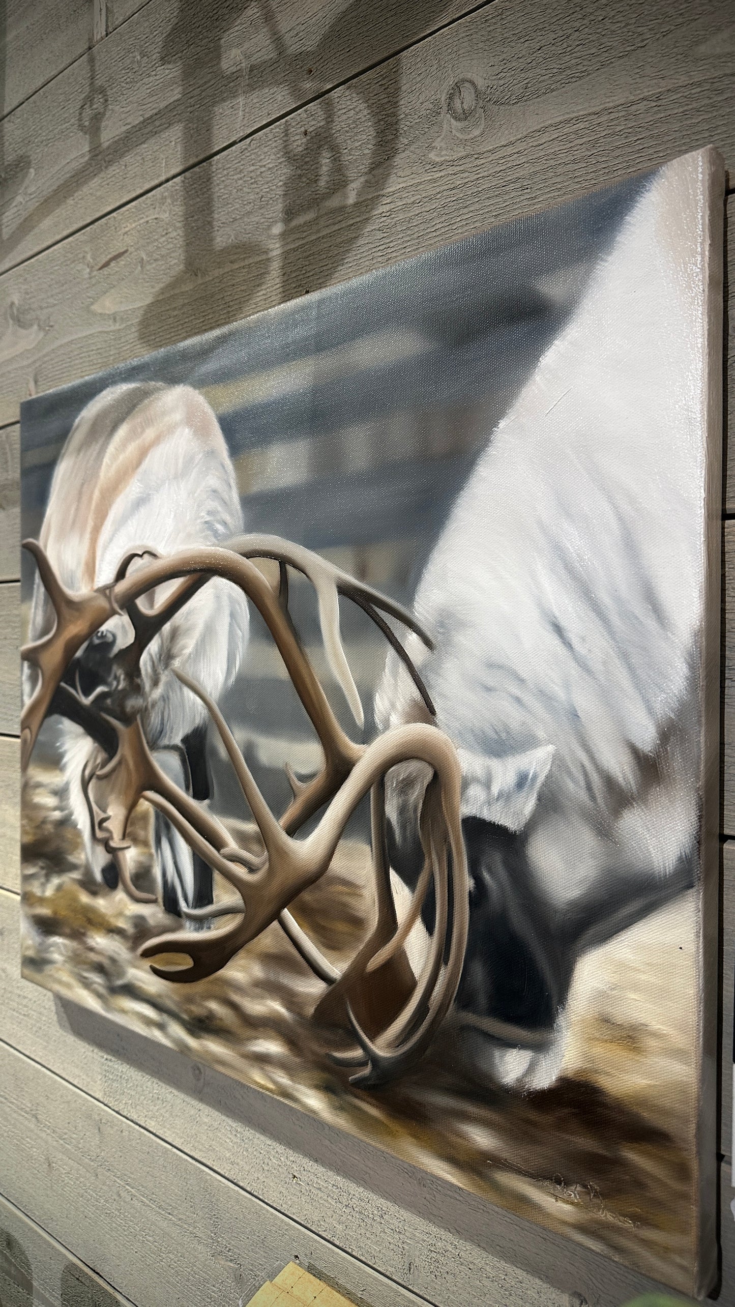 Renhorn 60x50