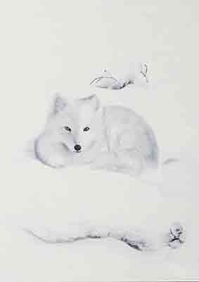 Arctic fox 42x60