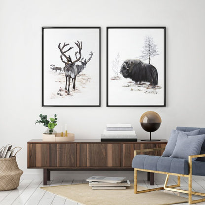 Musk ox 50x70 