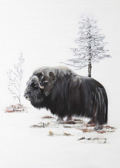 Musk ox 50x70 