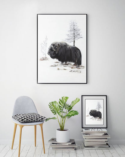 Musk ox 50x70 