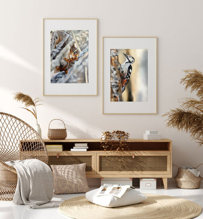 White-backed woodpecker 42x60