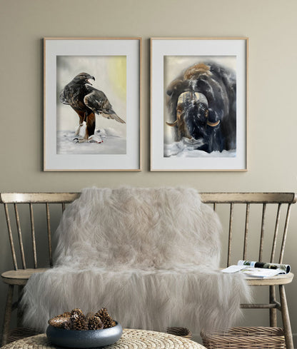 Muskox / Muskox 42x60