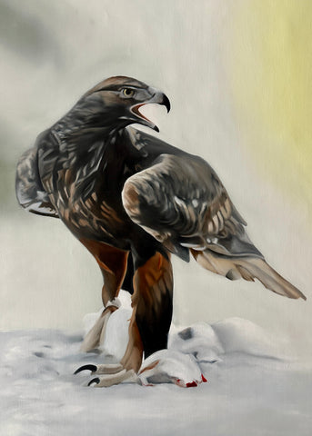 Kungsörn / Golden eagle