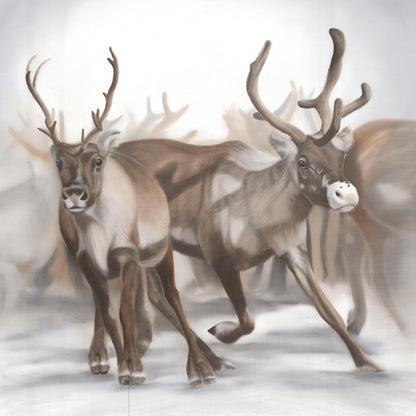 Reindeer Edition 1.5 50x50
