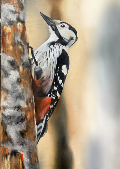 White-backed woodpecker 42x60