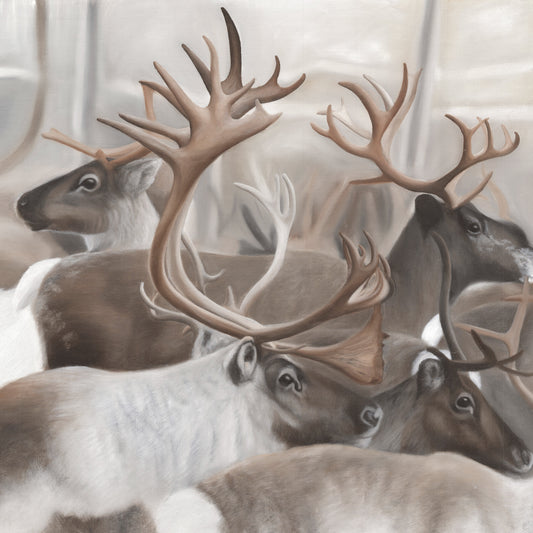 Reindeer Edition
 1.6 50x50