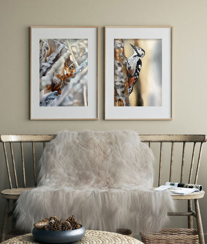 White-backed woodpecker 42x60