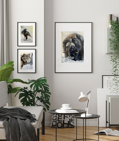 Muskox / Muskox 42x60