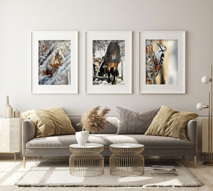 White-backed woodpecker 42x60