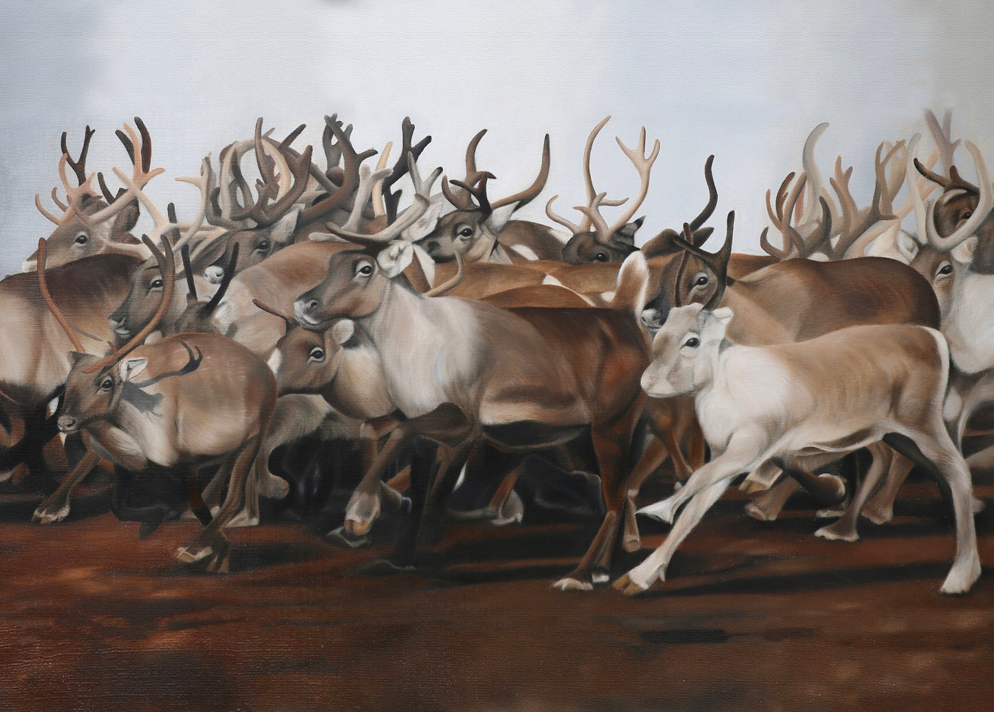 Reindeers 70x50