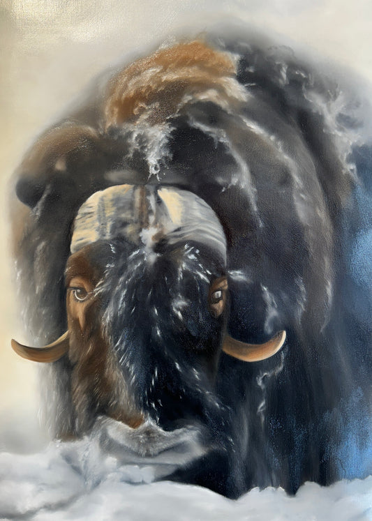 Myskoxe / Muskox 42x60