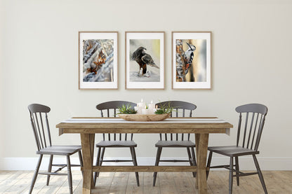 White-backed woodpecker 42x60